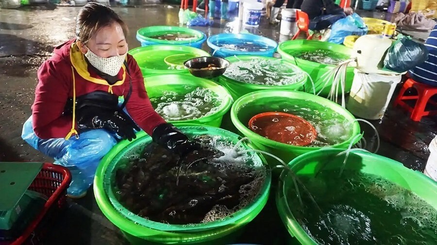 The seafood markets in Halong offer a wide variety of fresh seafood.