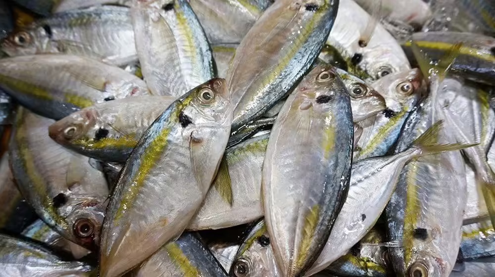 Cá chỉ vàng từ vùng biển Quảng Ninh