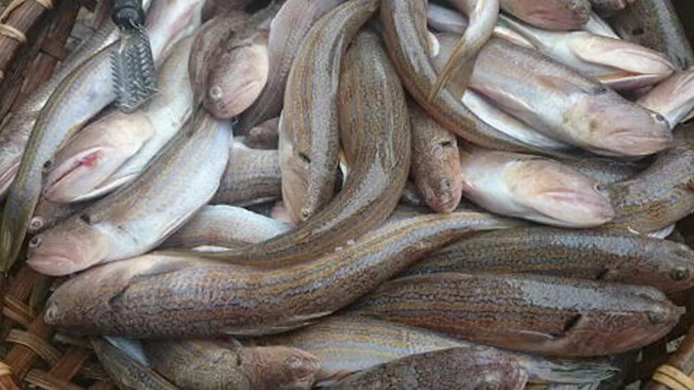 Cá mối từ biển Quảng Ninh