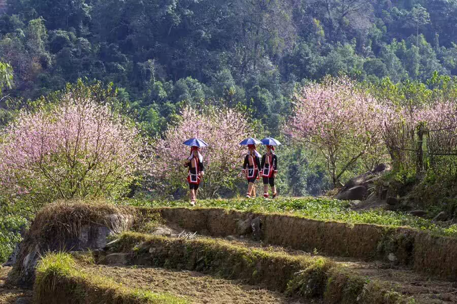Mùa xuân lễ hội Bình Liêu