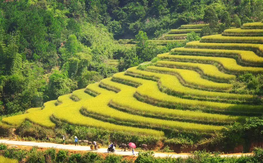 Ruộng bậc thang Bình Liêu mùa lúa chín