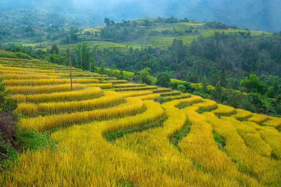 Mùa lúa chín trên những thửa ruộng bậc thang