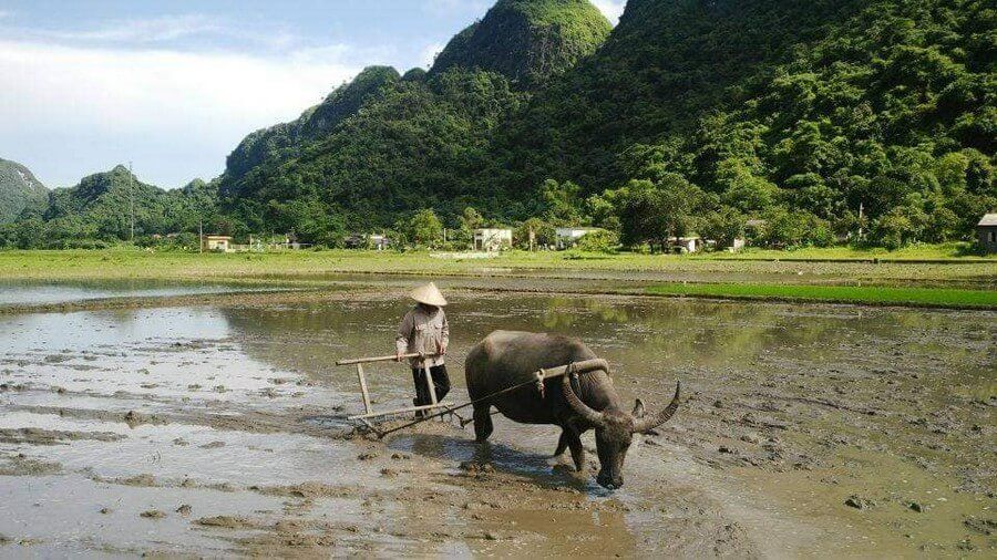 Image of a buffalo plowing the field.