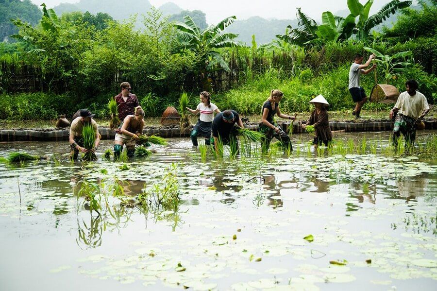 rice planting