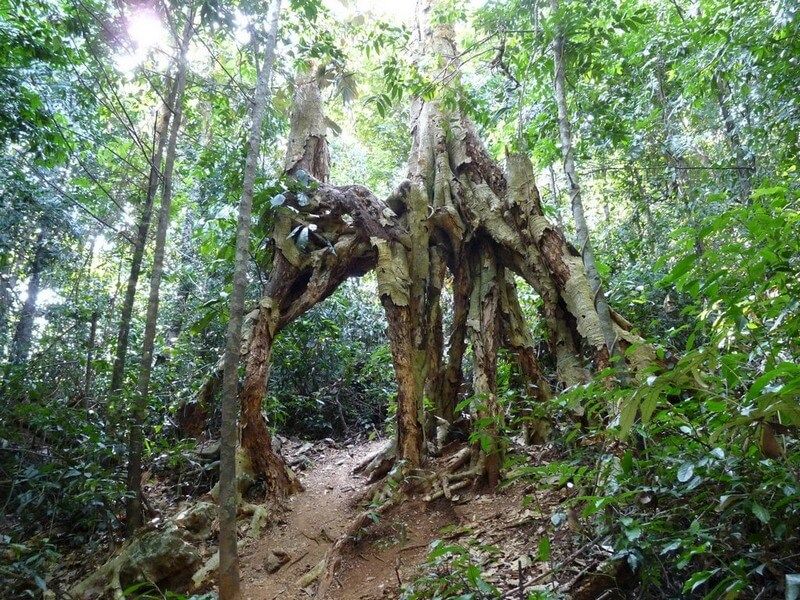  About Cat Ba National Park