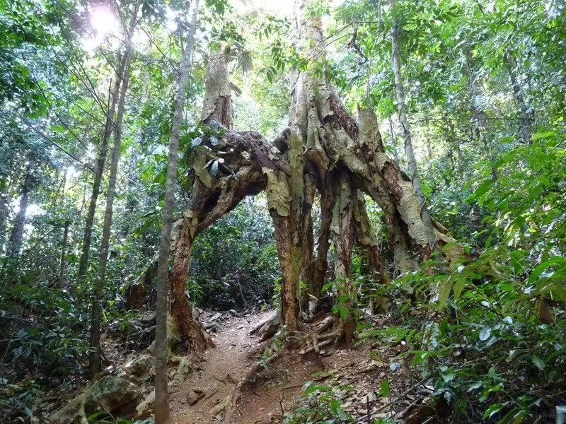 About Cat Ba National Park