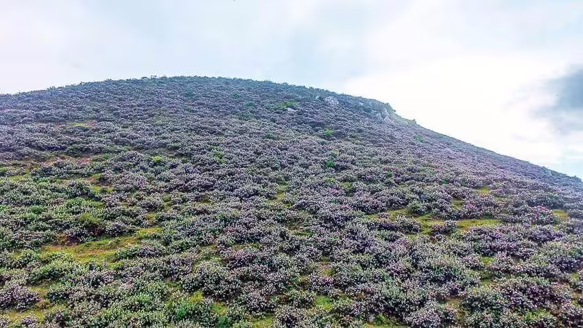 Soi Sim peak