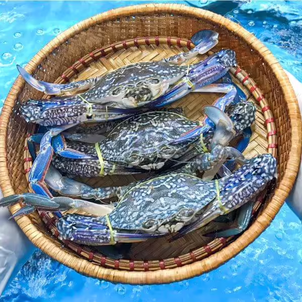 Ghẹ xanh Cát Bà