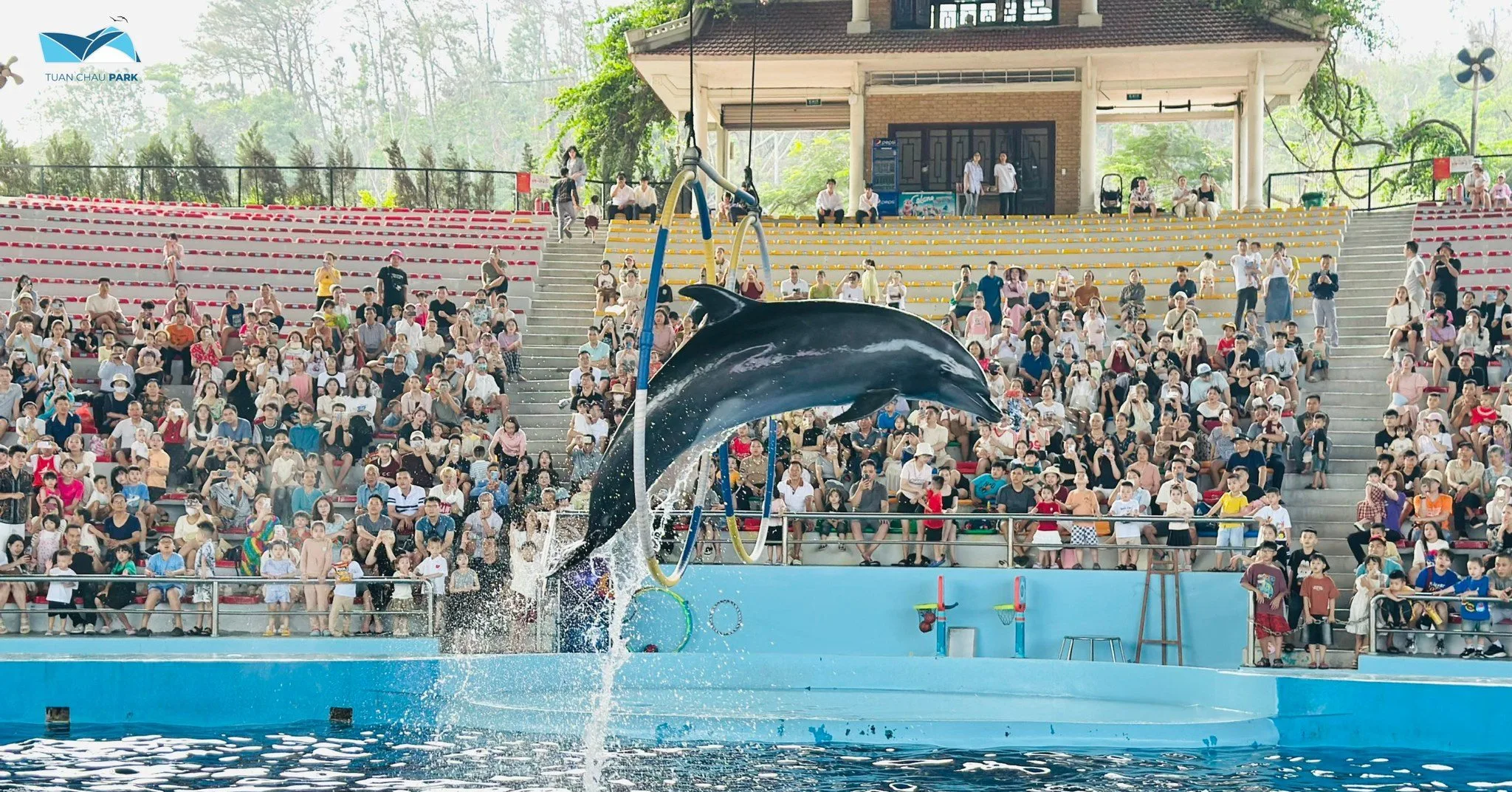 Show Diễn Cá Heo và Hải Cẩu Độc Đáo