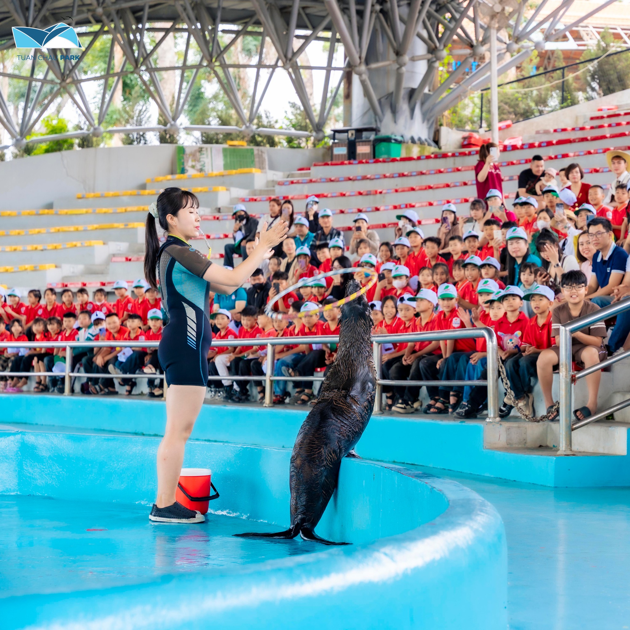 Show Diễn Cá Heo và Hải Cẩu Độc Đáo