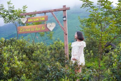 Đồi Sim Mã Thầu Sơn – Điểm Hẹn Thiên Nhiên Đầy Hấp Dẫn Tại Quảng Ninh