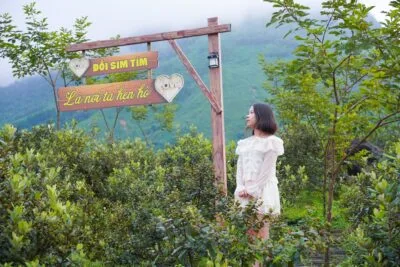 Đồi Sim Mã Thầu Sơn – Điểm Hẹn Thiên Nhiên Đầy Hấp Dẫn Tại Quảng Ninh